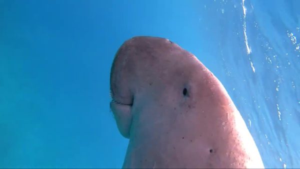 Baie de Mars Moubarak, dugong