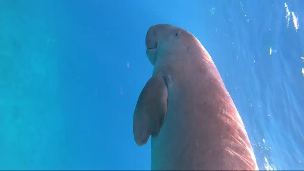 Baie de Mars Moubarak, dugong