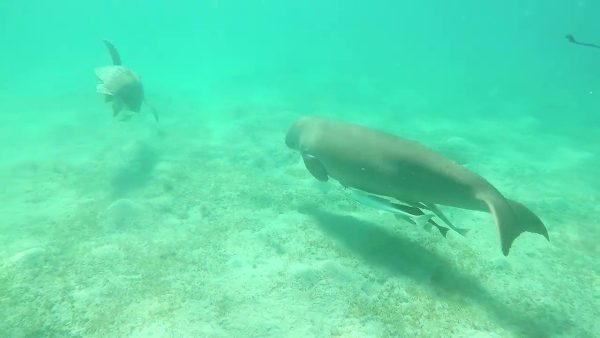 Baie de Mars Moubarak, dugong