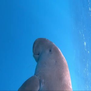 Baie de Mars Moubarak, dugong