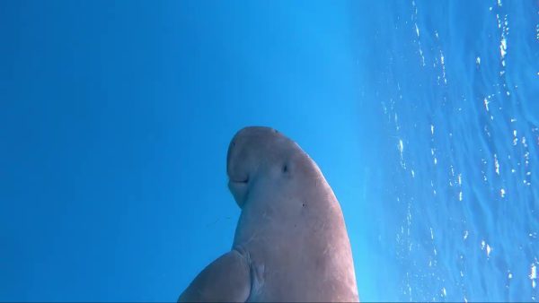 Baie de Mars Moubarak, dugong