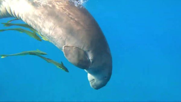 Baie de Mars Moubarak, dugong