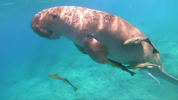 Baie de Mars Moubarak, dugong