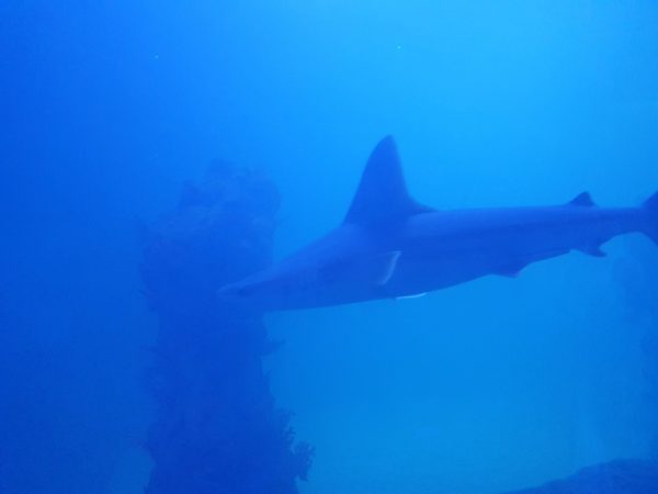 Le Grand Aquarium d'Hurghada