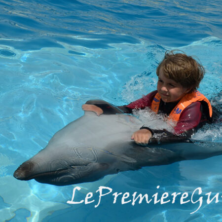 Nager avec les dauphins Hurghada dolphinarium