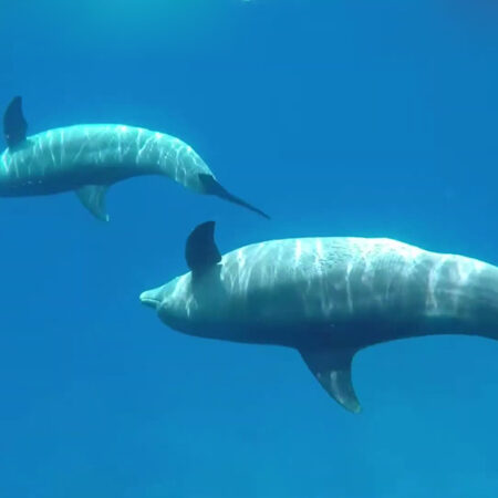 Nager avec les dauphins a Hurghada, dolphins bay