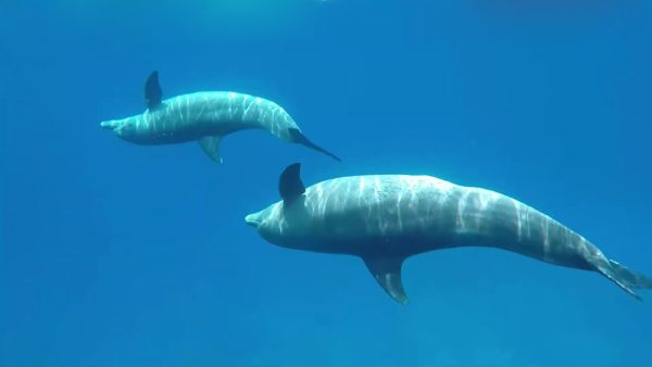 Nager avec les dauphins a Hurghada, dolphins bay