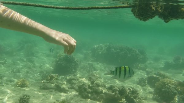 pêcher près du rivage à Sharm el Naga