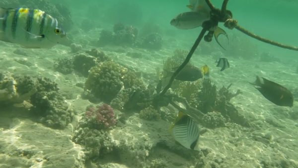 pêcher près du rivage à Sharm el Naga