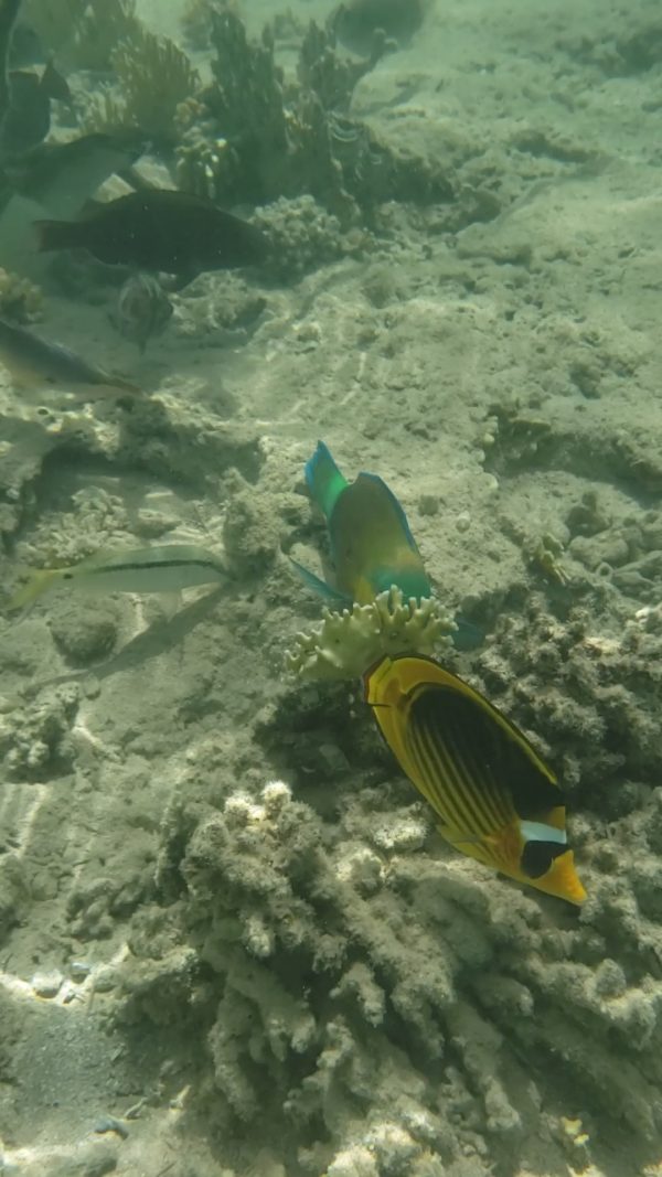 pêcher près du rivage à Sharm el Naga