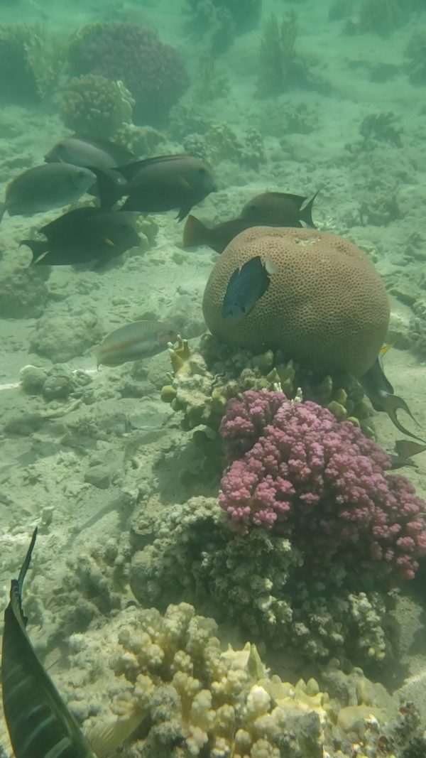 pêcher près du rivage à Sharm el Naga