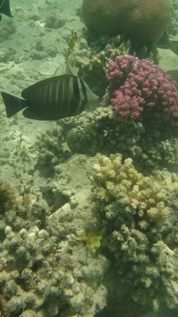 pêcher près du rivage à Sharm el Naga