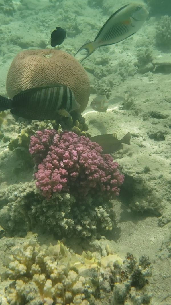 pêcher près du rivage à Sharm el Naga