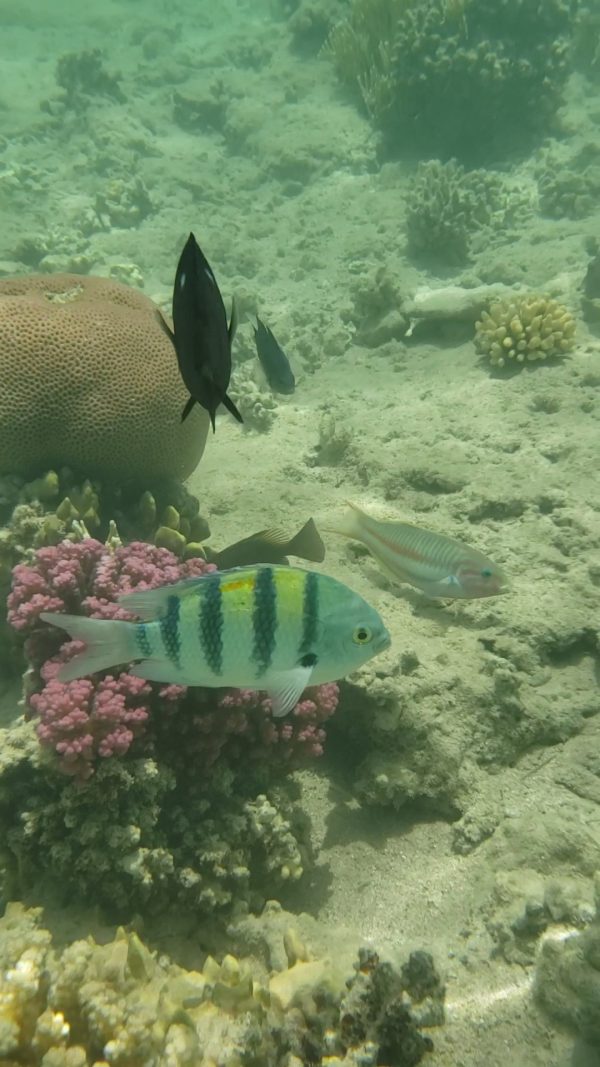 pêcher près du rivage à Sharm el Naga