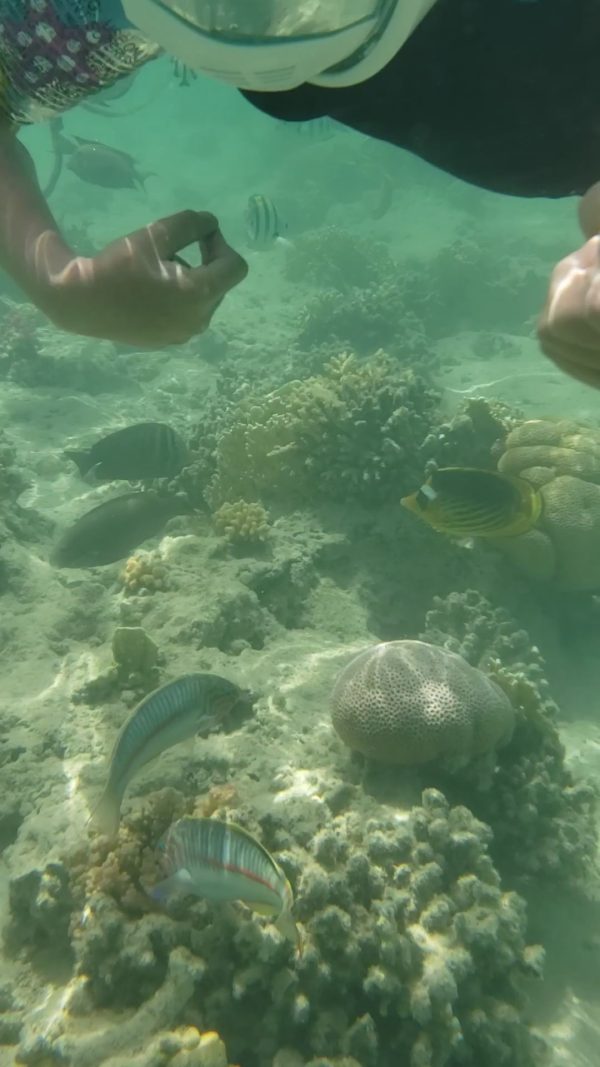 pêcher près du rivage à Sharm el Naga