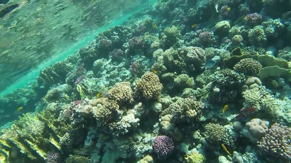 Sharm el Naga coral reefs