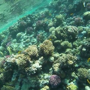 récifs coralliens à Sharm el Naga