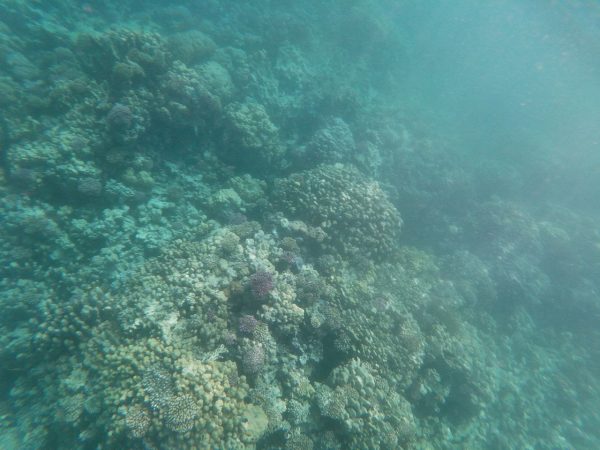 Voyage sur L`île D’utopie - recif de corail