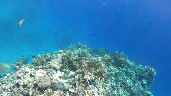 Corail Ras Mohammed