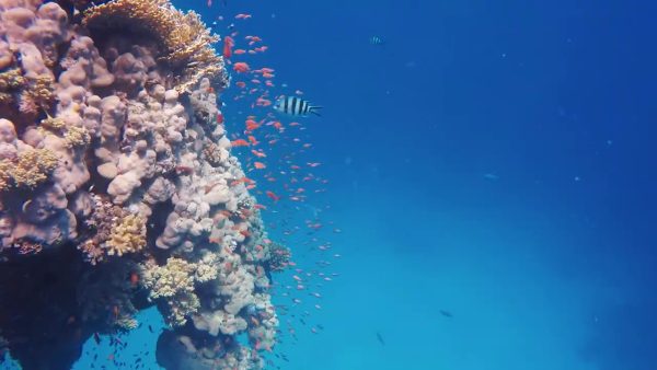 Une journée de plongée avec les dauphins de Sataya Reefs lepremierguide.com