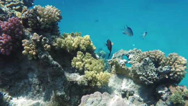 Une journée de plongée avec les dauphins de Sataya Reefs lepremierguide.com