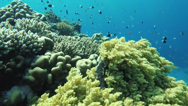 Une journée de plongée avec les dauphins de Sataya Reefs lepremierguide.com