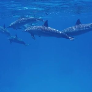 Une journée de plongée avec les dauphins de Sataya Reefs lepremierguide.com