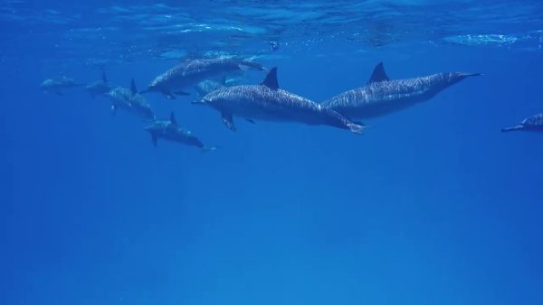 Une journée de plongée avec les dauphins de Sataya Reefs lepremierguide.com