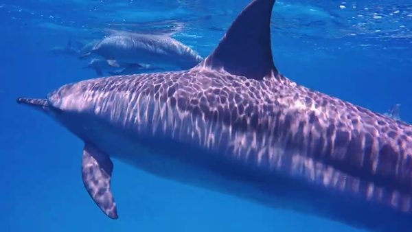 Une journée de plongée avec les dauphins de Sataya Reefs lepremierguide.com