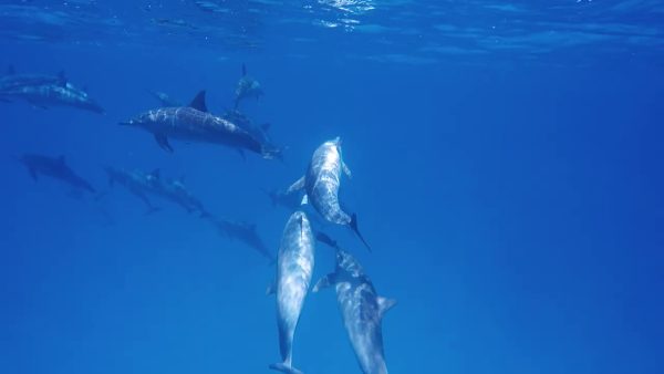 Une journée de plongée avec les dauphins de Sataya Reefs lepremierguide.com