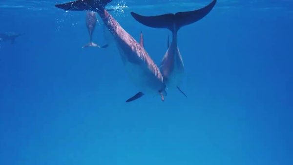 Une journée de plongée avec les dauphins de Sataya Reefs lepremierguide.com