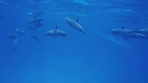 Une journée de plongée avec les dauphins de Sataya Reefs lepremierguide.com