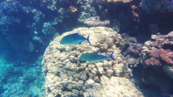 Une journée de plongée avec les dauphins de Sataya Reefs lepremierguide.com