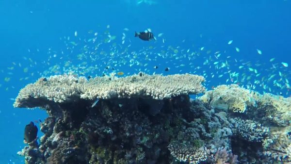 Une journée de plongée avec les dauphins de Sataya Reefs lepremierguide.com