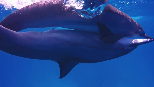 Une journée de plongée avec les dauphins de Sataya Reefs lepremierguide.com