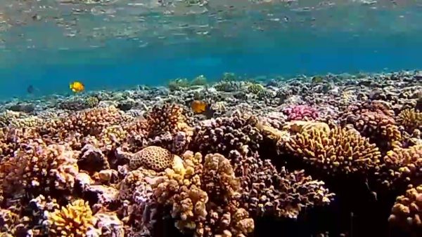 Dahab Découverte plongée en apnée sur les récifs coralliens