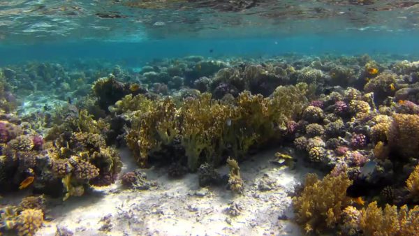 Dahab Découverte plongée en apnée sur les récifs coralliens