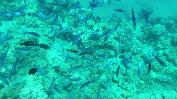 récifs coralliens à Sharm el Naga