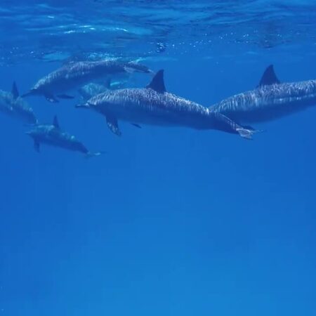 Une journée de plongée avec les dauphins de Sataya Reefs lepremierguide.com