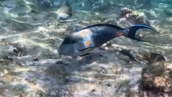 Labranda club Makadi snorkeling -lepremierguide